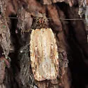 Agonopterix atrodorsella - Hodges#0864 - photo 2