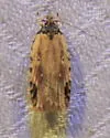 Agonopterix atrodorsella - Hodges#0864 - photo 3