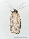Agonopterix atrodorsella - Hodges#0864 - photo 4