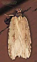 Agonopterix atrodorsella - Hodges#0864 - photo 5