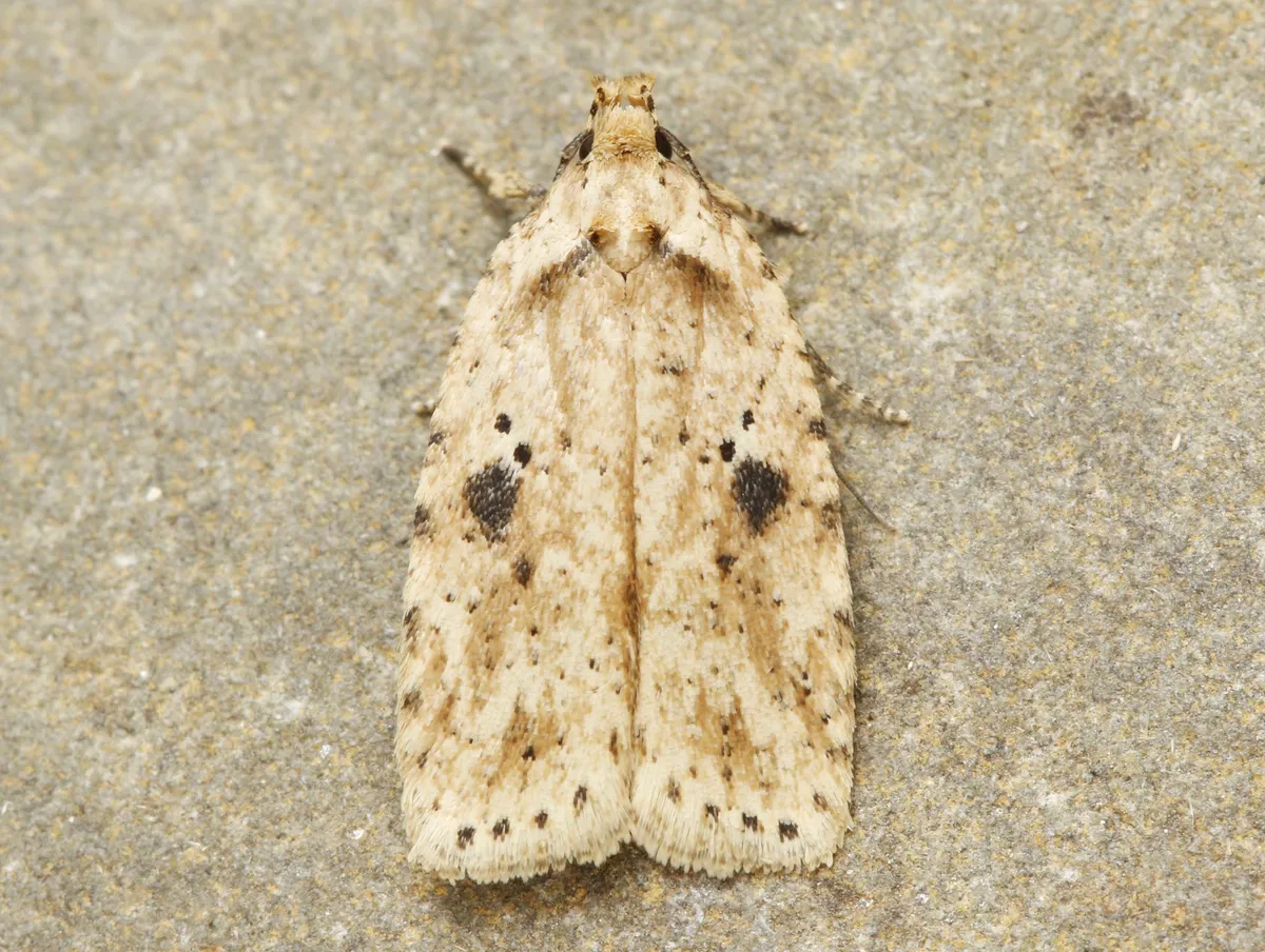 Canadian Agonopterix Moth - photo 3