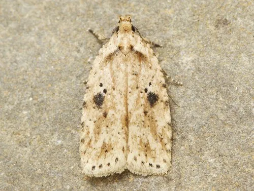 Canadian Agonopterix Moth - photo 4
