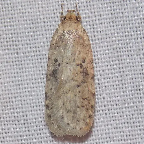 Canadian Agonopterix Moth - photo 5