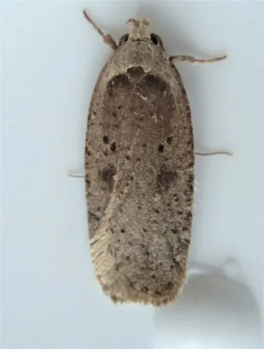 Canadian Agonopterix Moth - photo 6
