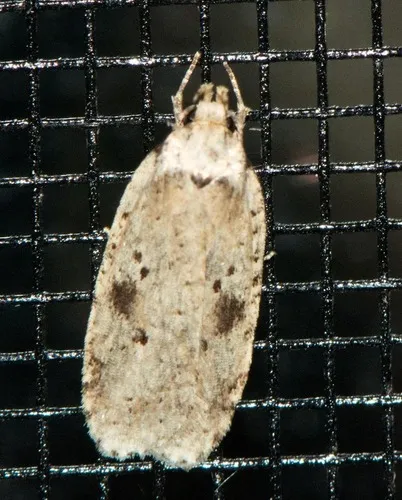 Canadian Agonopterix Moth - photo 7
