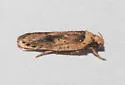 Agonopterix chrautis - Hodges#0871 - photo 2