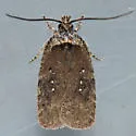 Agonopterix clemensella - Hodges#0862