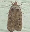 Agonopterix clemensella - Hodges#0862 - photo 2