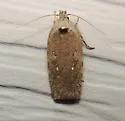 Agonopterix clemensella - Hodges#0862 - photo 3
