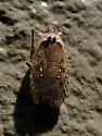 Agonopterix clemensella - Hodges#0862 - photo 4