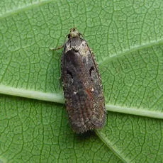 Agonopterix conterminella
