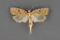 Agonopterix cratia - Hodges#0883