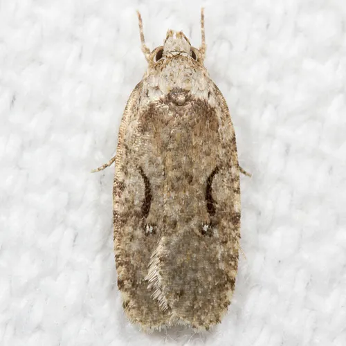 Curved-lined Agonopterix Moth - Agonopterix curvilineella