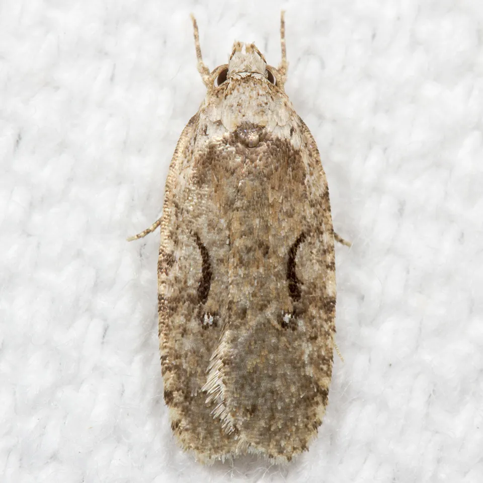 Curved-lined Agonopterix Moth - photo 2
