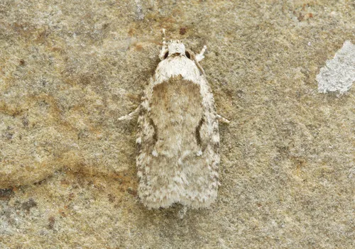Curved-lined Agonopterix Moth - photo 4