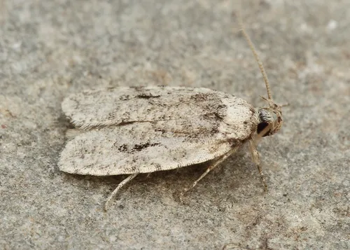Curved-lined Agonopterix Moth - photo 5
