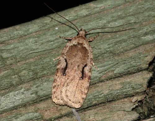 Curved-lined Agonopterix Moth - photo 6