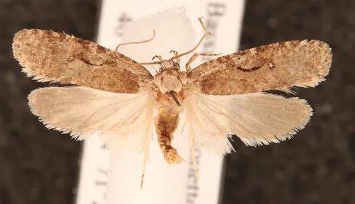 Curved-lined Agonopterix Moth - photo 7
