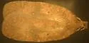 Agonopterix dimorphella - Hodges#0887