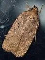 Agonopterix eupatoriiella - Hodges#0866