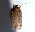 Agonopterix eupatoriiella - Hodges#0866 - photo 2