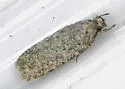 Agonopterix eupatoriiella - Hodges#0866 - photo 3