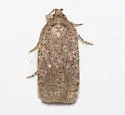 Agonopterix eupatoriiella - Hodges#0866 - photo 4