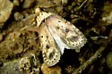 Agonopterix flavicomella - Hodges#0880