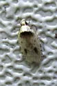 Agonopterix flavicomella - Hodges#0880 - photo 2