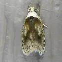 Agonopterix flavicomella - Hodges#0880 - photo 3