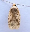 Agonopterix flavicomella - Hodges#0880 - photo 4