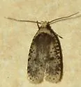 Agonopterix flavicomella - Hodges#0880 - photo 5