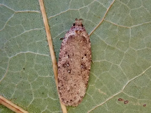 Agonopterix heracliana agg.