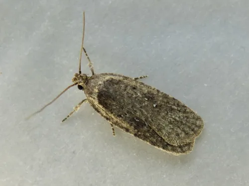 Agonopterix heracliana agg. - photo 2
