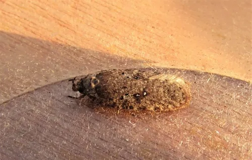 Agonopterix heracliana agg. - photo 3