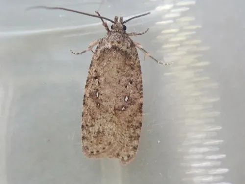Agonopterix heracliana agg. - photo 4