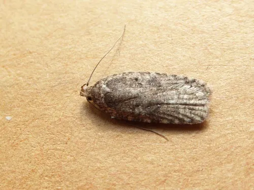 Agonopterix heracliana agg. - photo 5