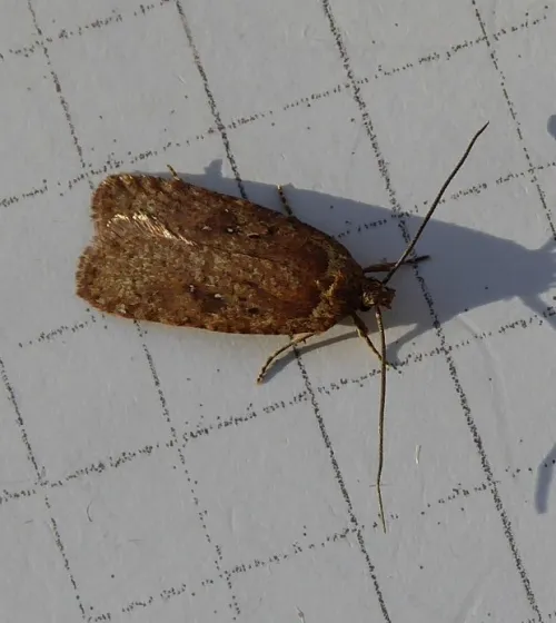 Agonopterix heracliana agg. - photo 6