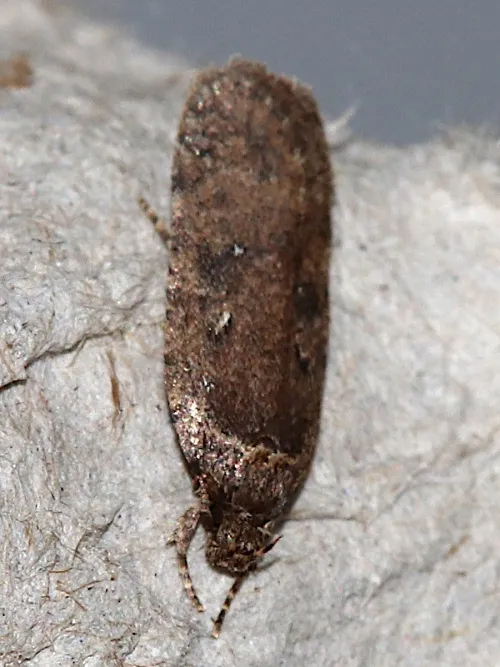Agonopterix heracliana agg. - photo 7