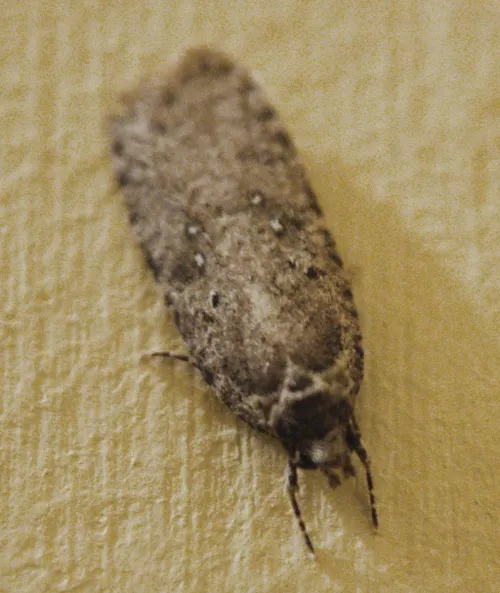 Agonopterix heracliana agg. - photo 8