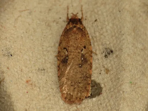 Agonopterix heracliana