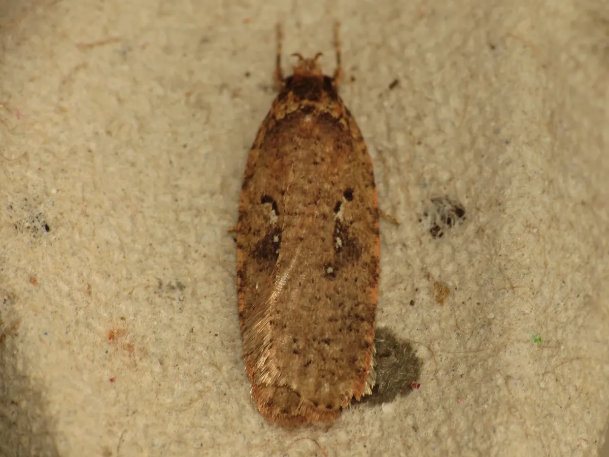 Agonopterix heracliana - photo 3