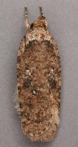 Agonopterix heracliana - photo 4