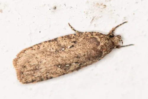 Agonopterix heracliana - photo 5