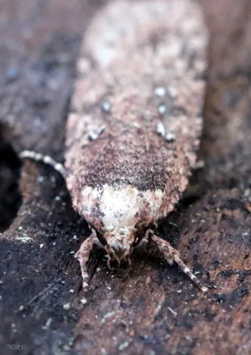 Agonopterix heracliana - photo 6