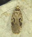 Agonopterix hyperella - Hodges#0856