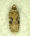 Agonopterix hyperella - Hodges#0856 - photo 3