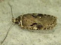 Agonopterix hyperella - Hodges#0856 - photo 4