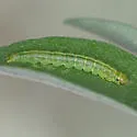 Agonopterix lecontella - Hodges#0886