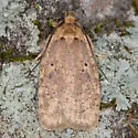 Agonopterix lecontella - Hodges#0886 - photo 3